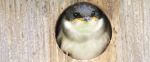 Baby Swallow In House
